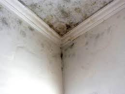 Reliable Center Point, AL Mold Removal Services Solutions