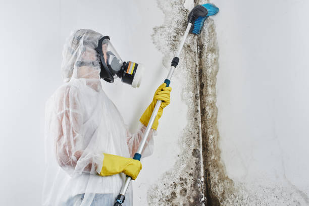 Best Mold Prevention Services  in Center Point, AL